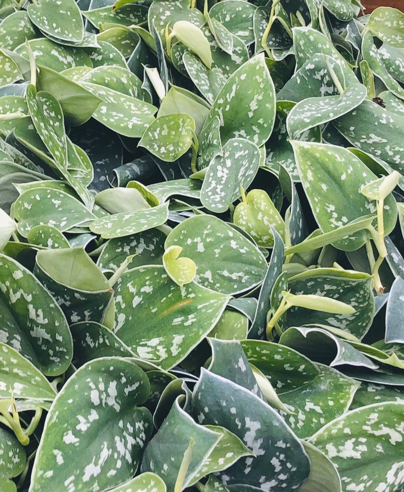 May include: Close-up of a lush plant with heart-shaped, green leaves speckled with white markings. The leaves have a silvery sheen and are densely packed together, creating a full, textured appearance. The plant appears healthy and vibrant.