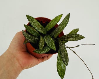 Hoya Sigillatis IML 1601 - Splashy Hoya - Trailing Plant - Live Houseplant in 4” Pot