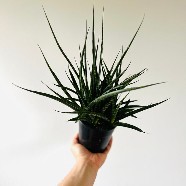 Sansevieria Mikado  - Porcupine Plant - Very Large - Live Plant in 4” or 6” Pot