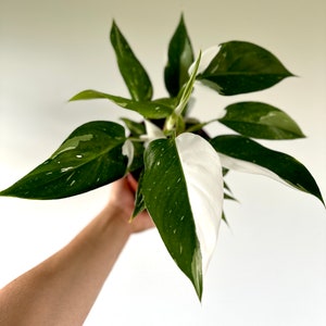 Philodendron White Princess - High Variegation - Rare Plant - Live Plant in Multiple Sizes