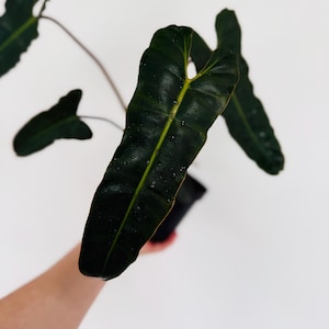 philodendron black lord Philodendron ~ Dark Lord Live Plant (Fresh Cutting) (Regular)
