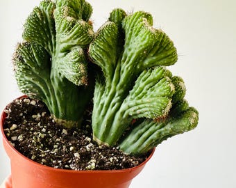 Monster Crested Cactus: Rare Easy Houseplant - Bohemian Cactus