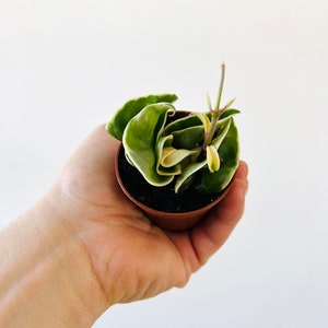 Variegated Hoya Compacta - Variegated Hindu Rope - Starter Plant - Live Houseplant in 2” Pot