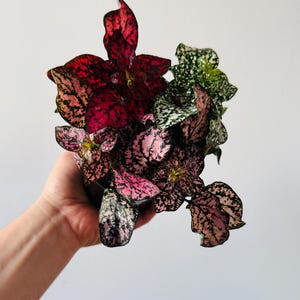 May include: A close-up of a Polka Dot Plant, a houseplant with vibrant leaves. The leaves display a mix of colors, including deep red, pink, and green, with speckled patterns. The plant is in a small black pot.