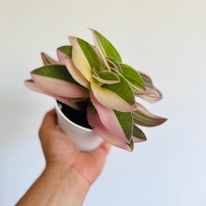 Variegated White Velvet Wandering Dude - Tradescantia Sillamontana - Very Rare - Live Houseplant in 4” Pot