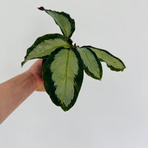 May include: A Calathea plant with large, oval leaves. The leaves are a mix of light and dark green, with a striking pattern of light green stripes down the center. The plant is held against a white background.