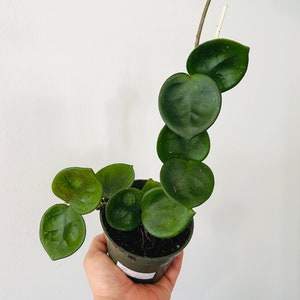 May include: A potted Hoya kerrii plant, also known as a sweetheart plant, featuring heart-shaped leaves. The plant is in a dark green plastic pot, held by a hand against a white background. The leaves are a deep green color.