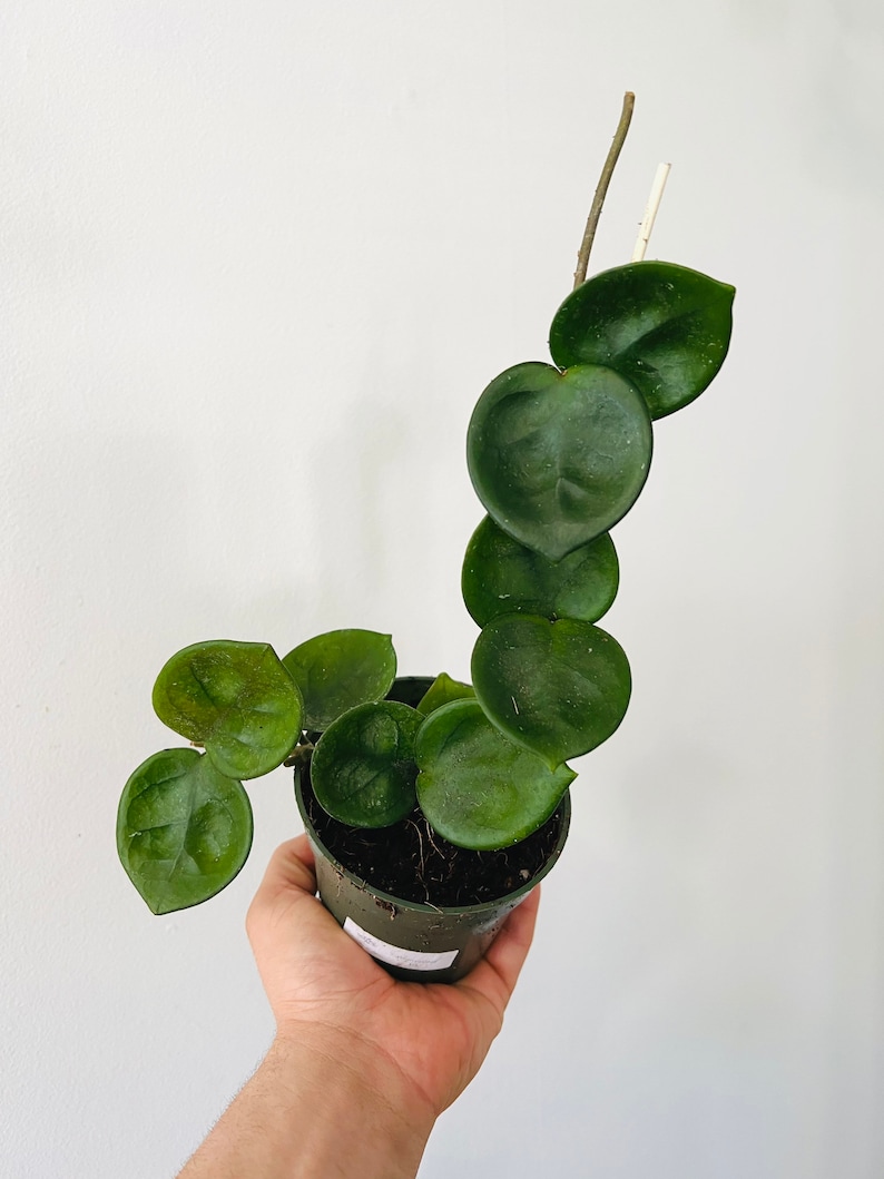 May include: A potted Hoya kerrii plant, also known as a sweetheart plant, featuring heart-shaped leaves. The plant is in a dark green plastic pot, held by a hand against a white background. The leaves are a deep green color.