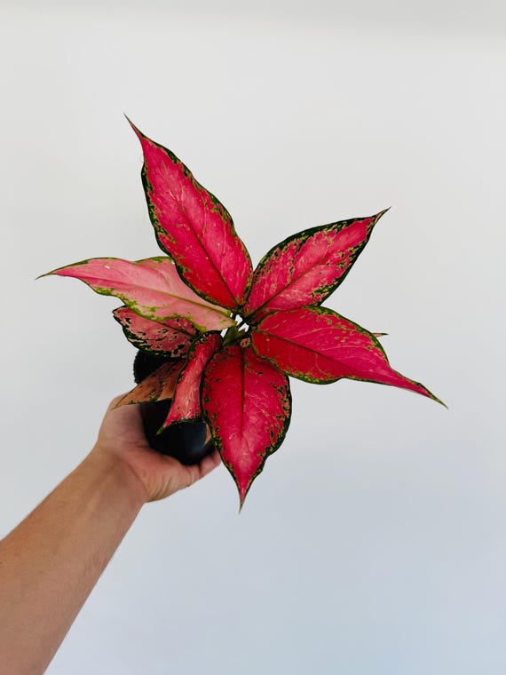Aglaonema Venus - Red Plants - Tropical Houseplant - Chinese