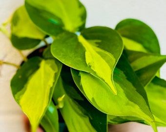 Philodendron + Monstera