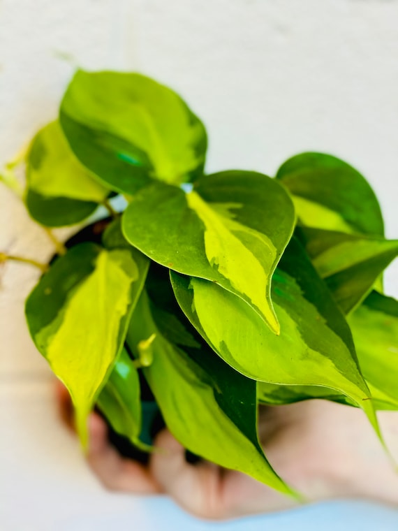 birkin philodendron price Philodendron ' Birkin ' ( Philodendron sp ) for Sale