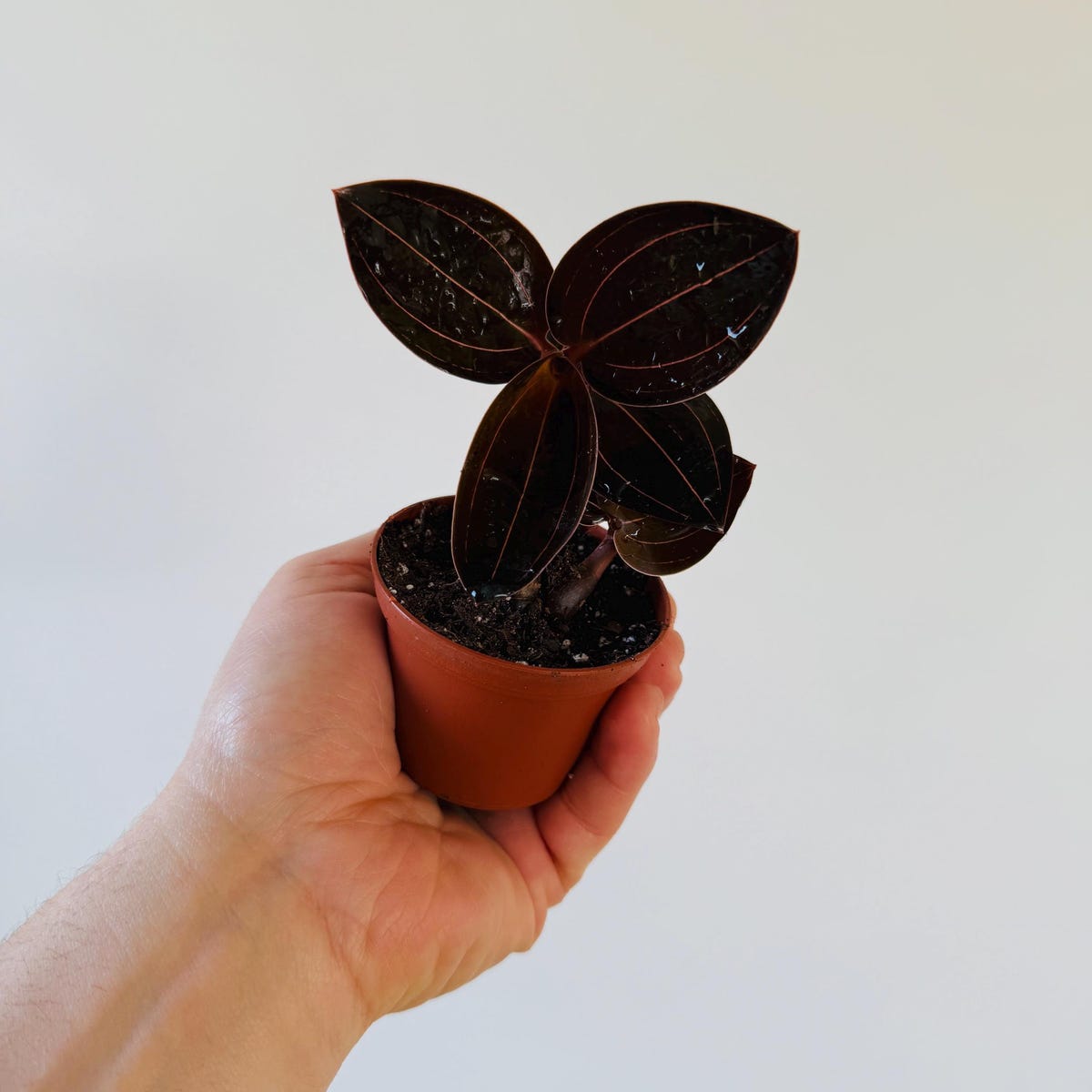 Sea Turtle Jewel Orchid - Gothic Decor - Black Houseplants - Live Plant in 2” Pot
