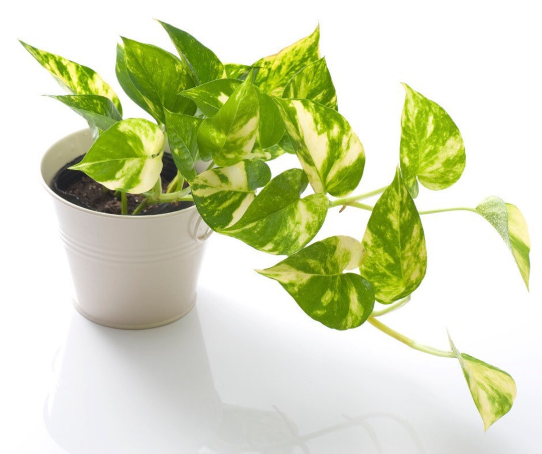 Golden Pothos Beginner Friendly Plant Vining Plant - Etsy