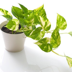 Golden Pothos - beginner friendly plant- vining plant- Epipremnum Aureum -  Devil’s Ivy - Houseplant - easy plant