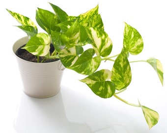 Golden Pothos - beginner friendly plant- vining plant- Epipremnum Aureum -  Devil’s Ivy - Houseplant - easy plant