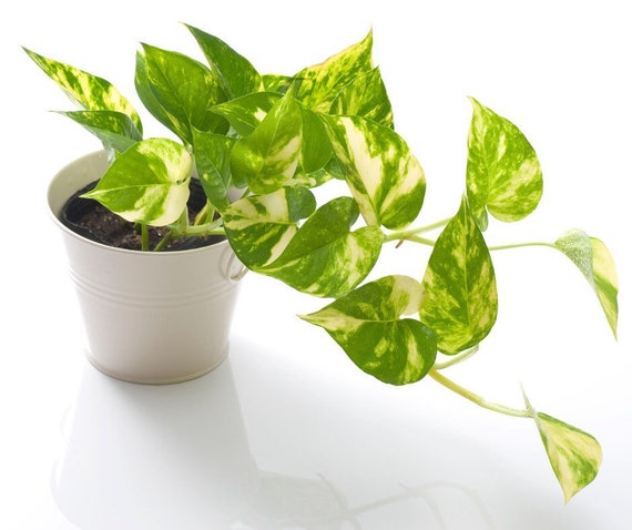 Pothos Beginner Plant Vining Plant - Etsy