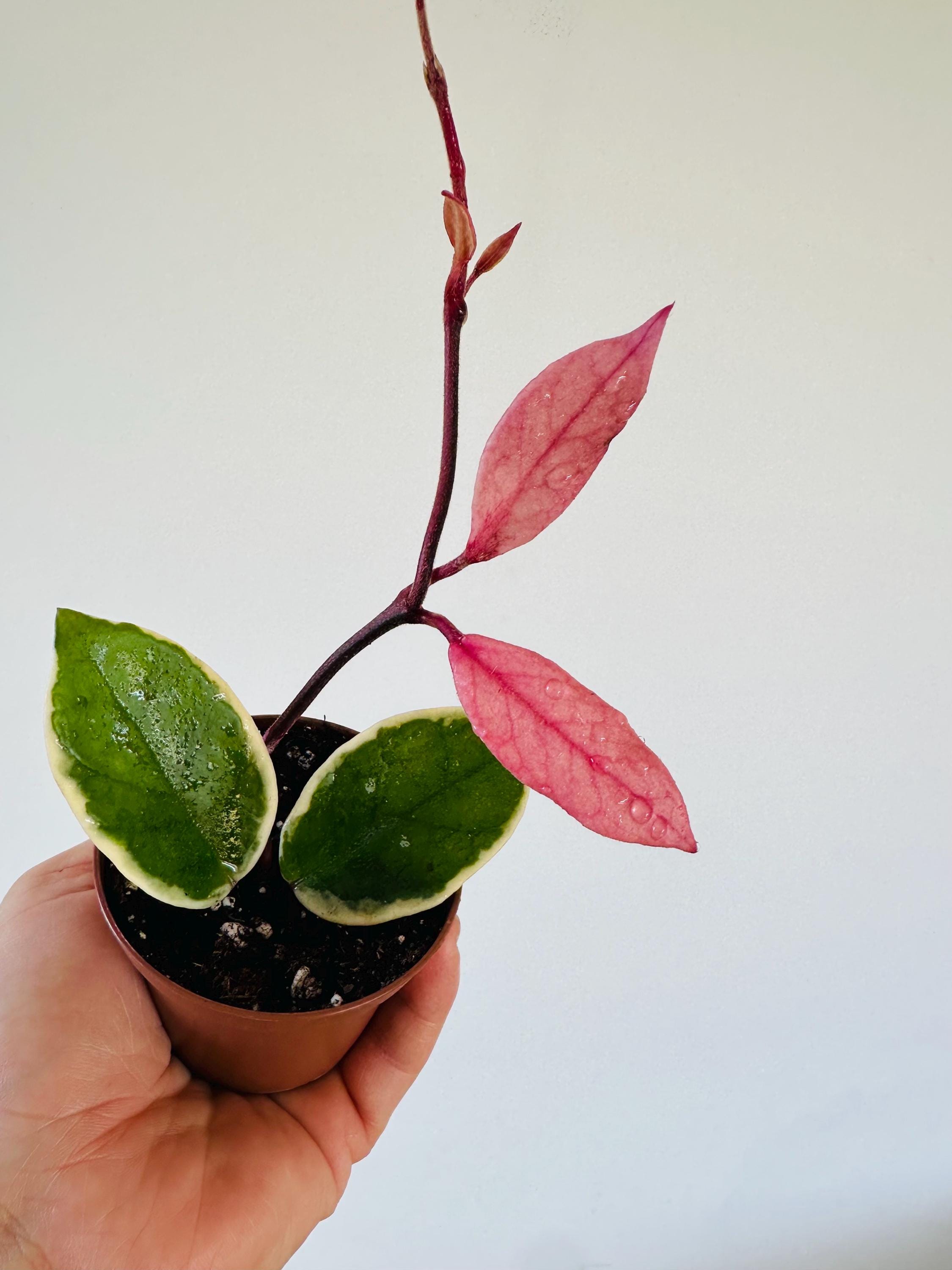 Hoya Flamingo Dream (purple Pride) - New Carnosa Variety - Live