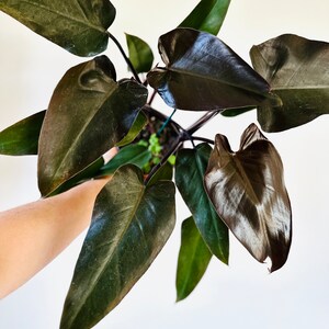 buy online snake plant 10 Inch Snake Plant Sansevieria Laurentii - Live Air Purifying Houseplant main image 0