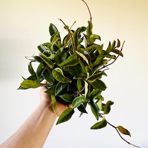 Hoya Carnosa ‘Jade’ - Cutback Hoya Mother Plants - 6” Pot