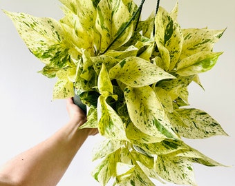 Pothos Snow Queen - Epipremnum Aureum ‘Snow Queen’ - Devil’s Ivy - Available in 8” Hanging Baskets