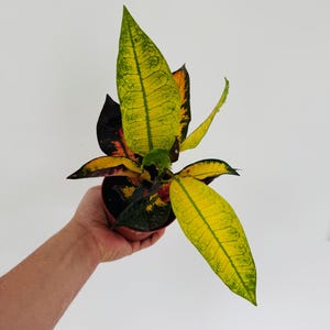クロトン ミセスアイストン 6号 Mrs. Iceton Croton - Etsy