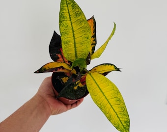 Croton Mrs.Iceton - Codiaeum Variegatum - Live Houseplant in 4" Pot