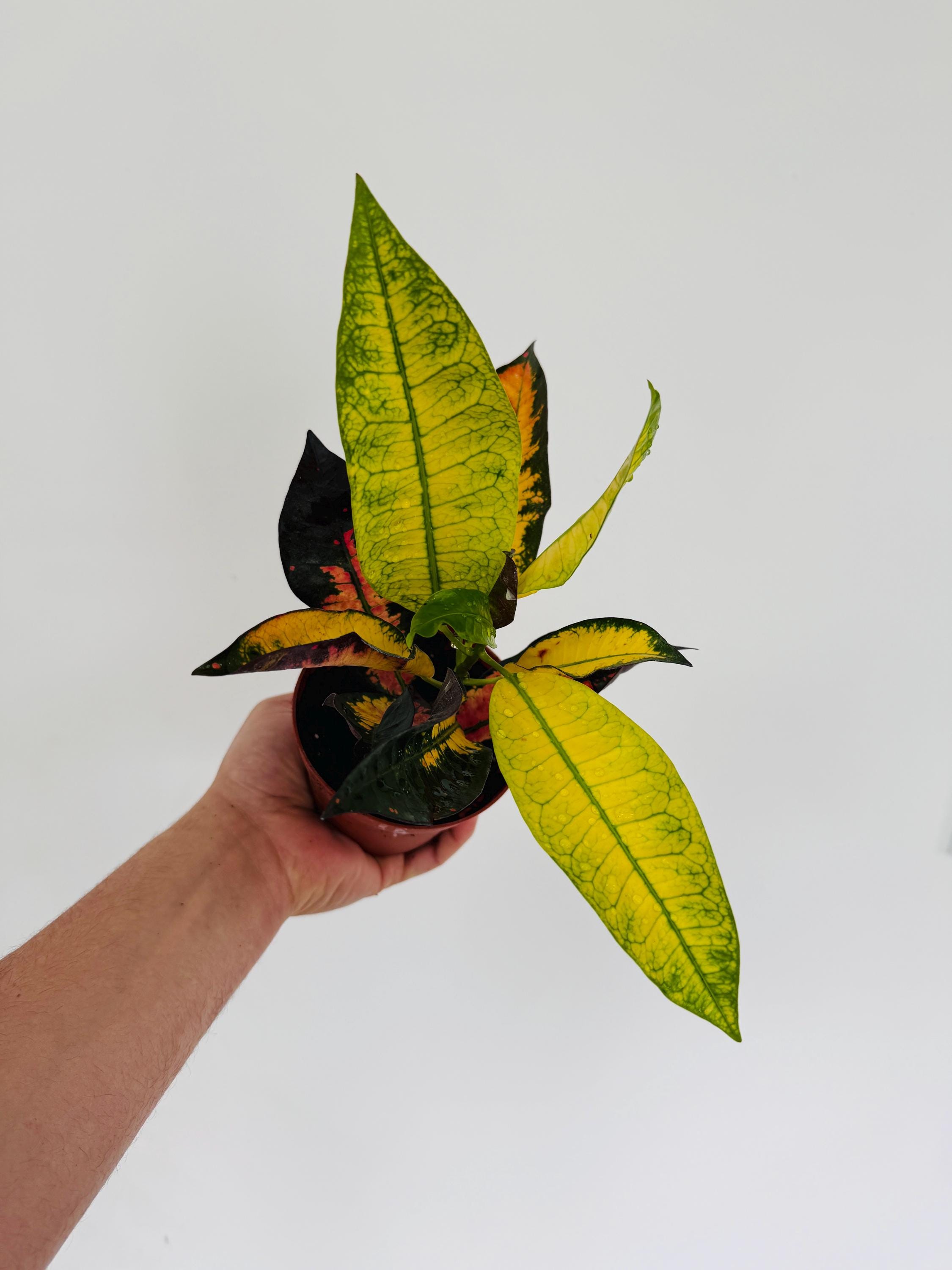 Croton Mrs Iceton - Etsy