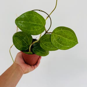 Hoya Latifolia ‘Big Leaf’ - Large with Long Vines - Dinner Plate Hoya - Live Plant in 4” Pot