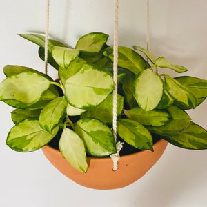 May include: A hanging Hoya plant in a terracotta pot. The plant has green and cream-colored leaves. The pot is suspended by a white rope against a white background. The plant is a houseplant.
