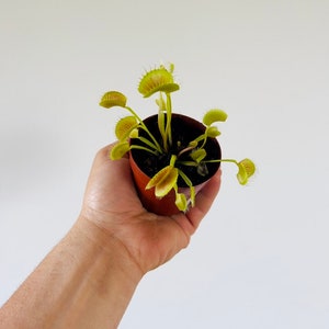 Venus Flytrap - King Henry Cultivar - Carnivorous Plant - Fun Plants to Grow - Best Plants for Kids - Live Houseplant