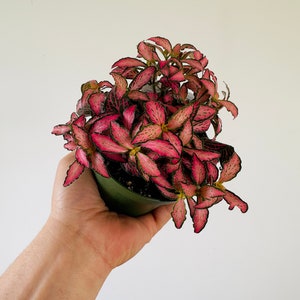 May include: A potted Fittonia plant, also known as a nerve plant, held in a hand. The plant features vibrant pink and green leaves with intricate veining. The pot is a dark green color, and the background is plain white.