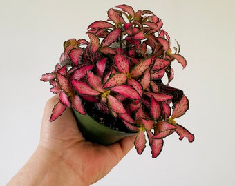 Fittonia Black Star - Nerve Plant - Easy Plants - Beginner Plant - Live Houseplant in 4” Pot
