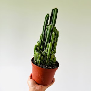 Fairy Castle Cactus - Très grand - Plantes d'intérieur faciles - Meilleures plantes pour débutants - Pot de 6 po.