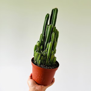 4 in. Cactus Artificial Plant (Set of 12)