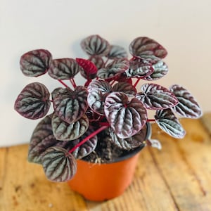May include: A potted Peperomia plant with textured, oval-shaped leaves in shades of deep red and green. The plant has red stems and is in a brown plastic pot. The background is a light-colored wall and a wooden surface.
