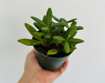 Peperomia Rolie Polie - Rotundiflora Peperomia - Pet Friendly Plant - Live Plant in 4” Pot