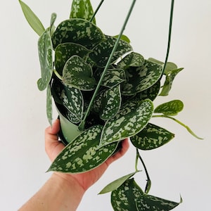 Scindapsus Silver Satin - Silver Pothos - Live Plants - Houseplants - Live Plant in 6” Hanging Basket