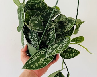 Scindapsus Silver Satin - Silver Pothos - Live Plants - Houseplants - Live Plant in 6” Hanging Basket