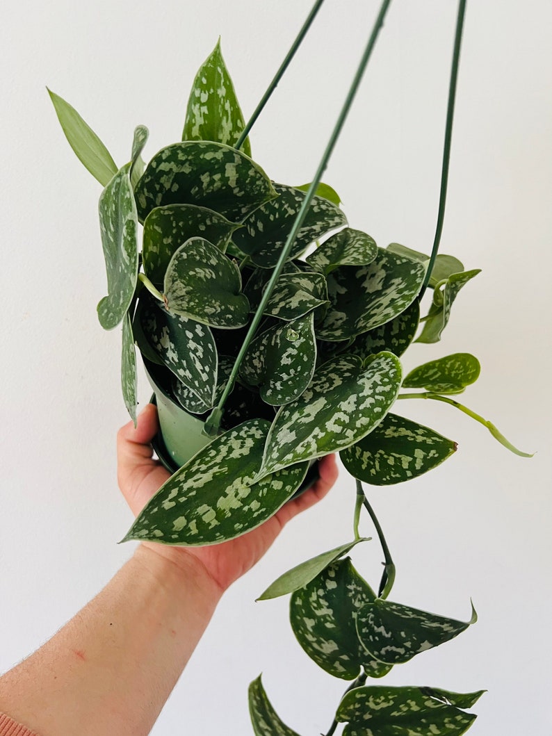 May include: A hanging plant with silver-green leaves in a green pot. The plant is hanging from a metal hook.