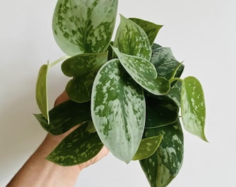 Scindapsus Silver Anne - Satin Pothos - Live Plant in 4" Pot
