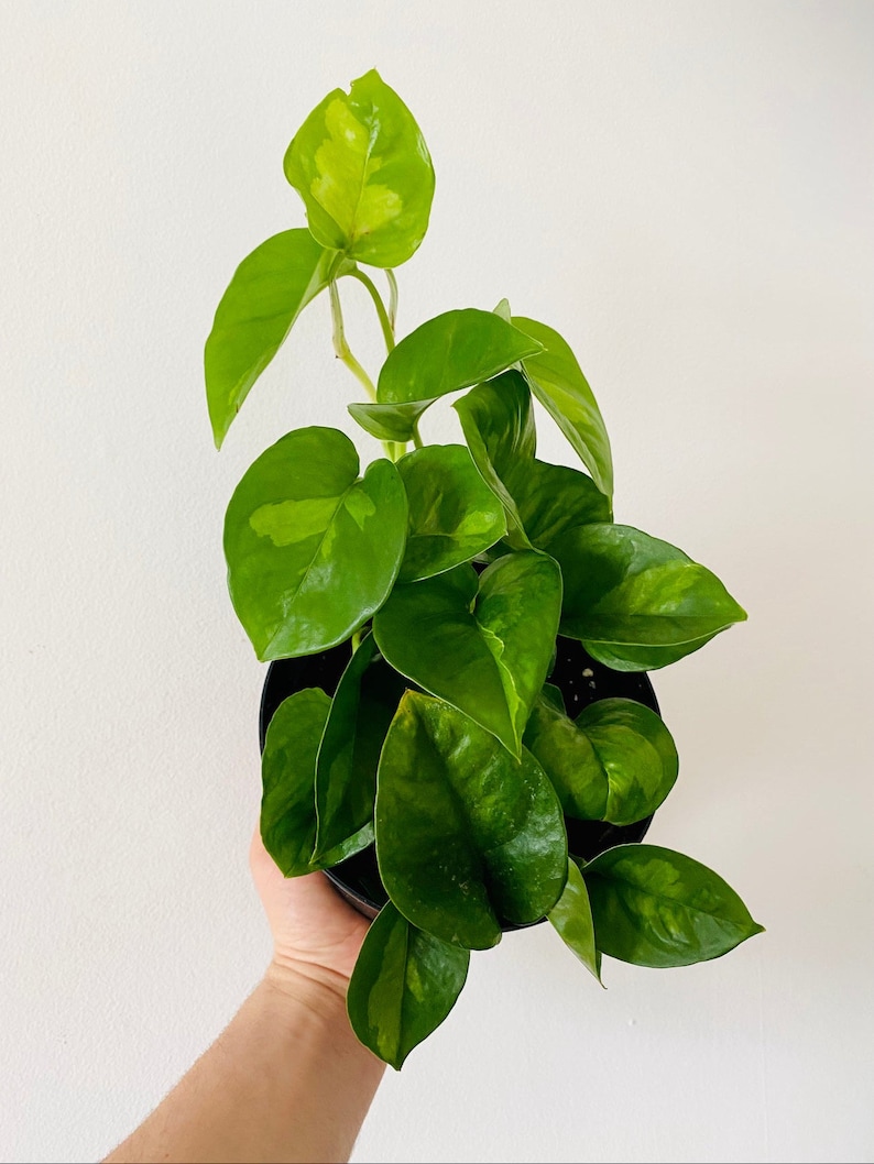 BrumleyandBloom Pothos - Thumbnail 3