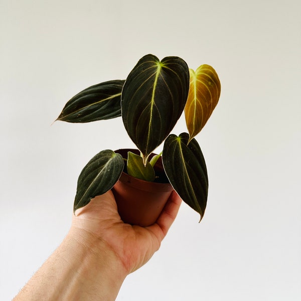 Philodendron Andreanum - Velvet Leaf Aroid - Rare Plant - Live Plant in 3” Pot