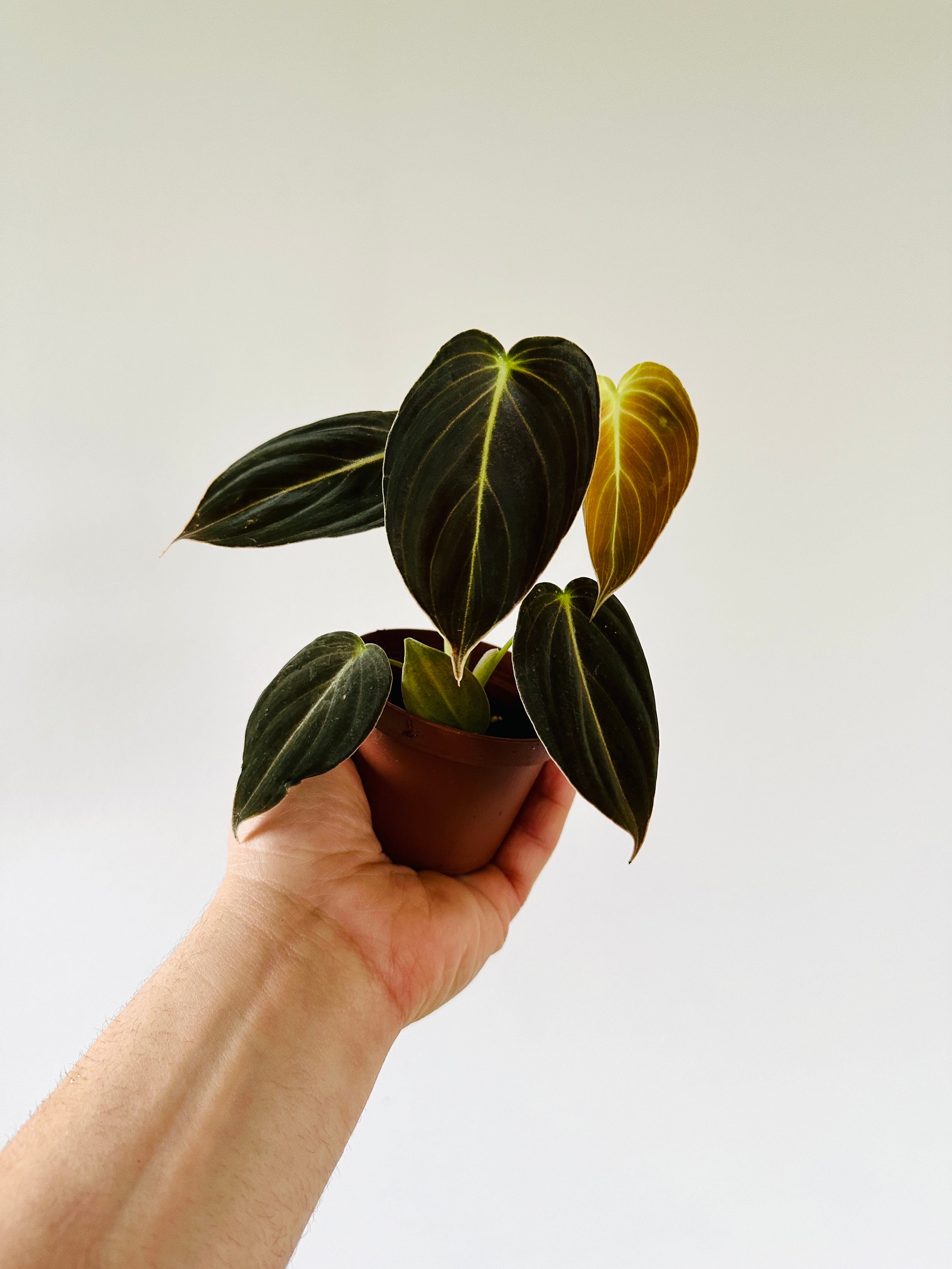 Philodendron Andreanum - Velvet Leaf Aroid - Rare Plant - Live Plant in 3” Pot