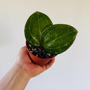 May include: A small potted plant with three large, vibrant green leaves. The leaves have prominent veining and a slightly glossy appearance. The pot is a reddish-brown color, filled with dark soil and small white particles.
