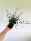 Corkscrew Bush - Wicked & Wavy Spiralis Plant - Gothic Plants - Easy Plants - Best Plants For Beginners - Live Houseplant in 6” Pot