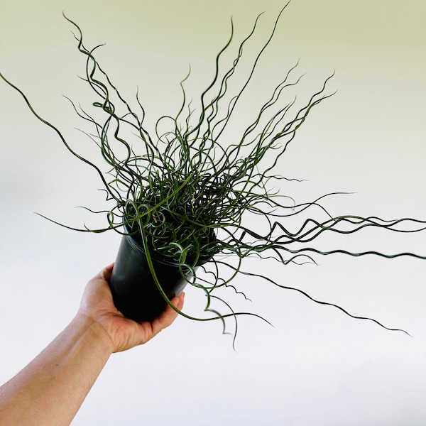 Corkscrew Bush - Wicked & Wavy Spiralis Plant - Gothic Plants - Easy Plants - Best Plants For Beginners - Live Houseplant in 6” Pot