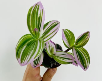 Tradescantia Bubblegum - Tricolor Wandering Dude- Live Plant in 3" Pot
