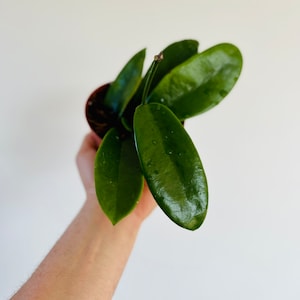 Hoya Meliflua ssp. Fraterna - Full Heads - Rare Hoya - Live Houseplant in 4” Pot