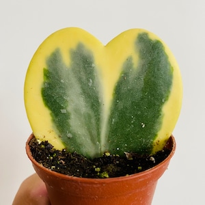 Hoya Kerrii Outer Variegated - Heart Shaped Hoya - Houseplants - 3” Tropical Plants