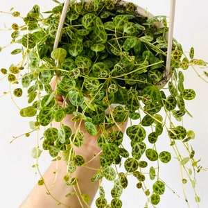 May include: A hanging potted plant with trailing vines. The plant features small, round, green leaves with dark brown markings. The pot is a light color and is suspended by a neutral-colored hanger, creating a visually appealing display.
